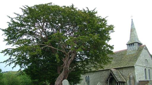 5,000 year-old Yew tree by Discoed Church, Radnorshire.