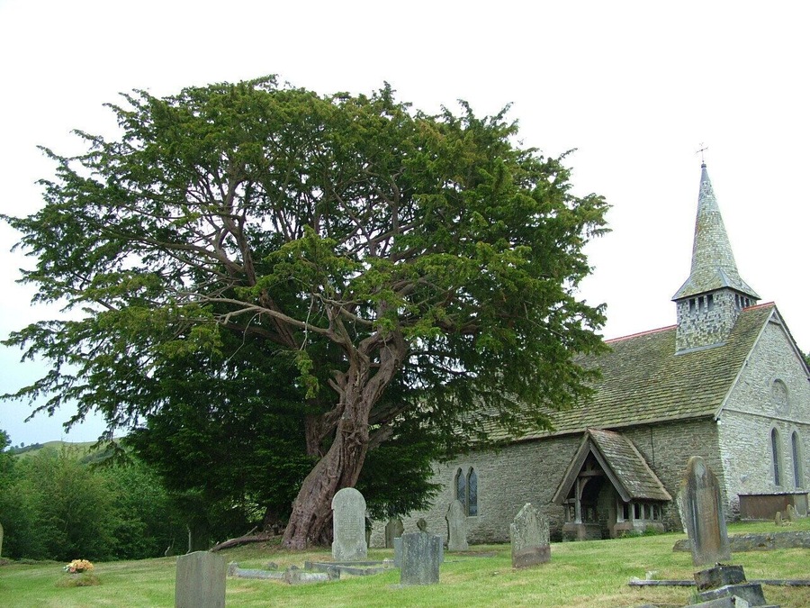 5,000 year-old Yew tree by Discoed Church, Radnorshire.