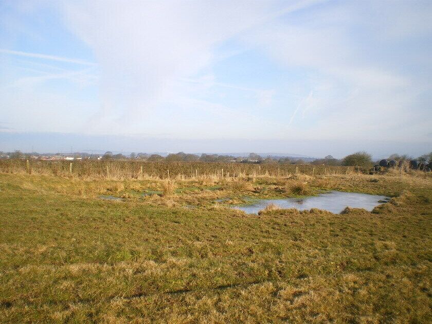 A grassy field with a small pond and distant buildings.