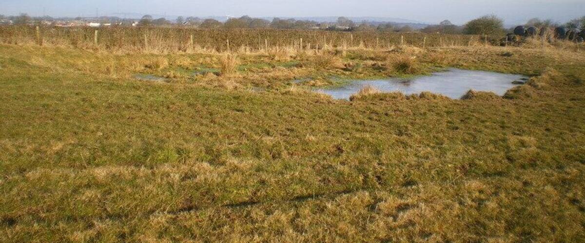 A grassy field with a small pond and distant buildings.