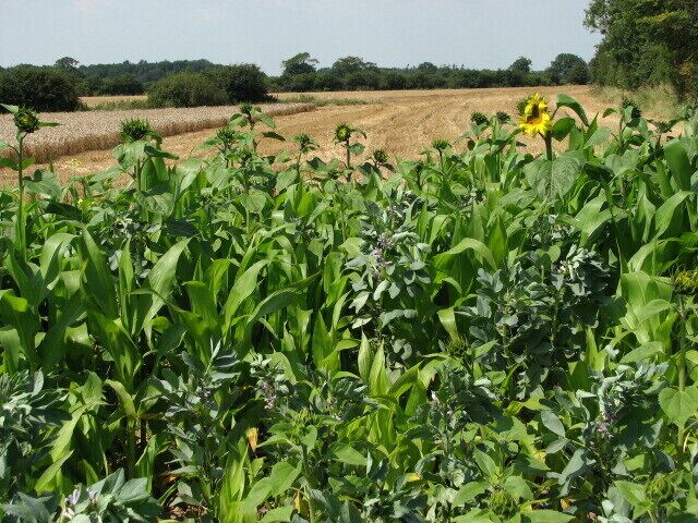Mixed crop of maize and beans