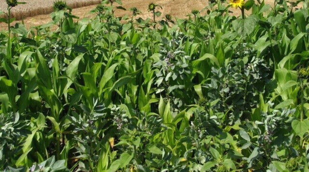 Mixed crop of maize and beans