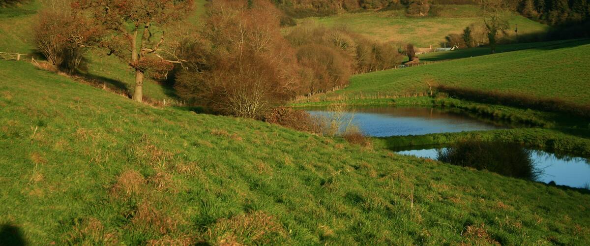 A lush green valley with a small pond, rolling hills, and a dense forest in the background.