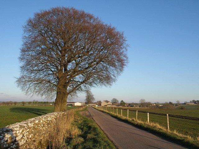 Approaching Tresham The road from Alderley passes a pair of beech trees, warm in the winter afternoon sun. The village of Tresham, in the distance, is in ST7991.