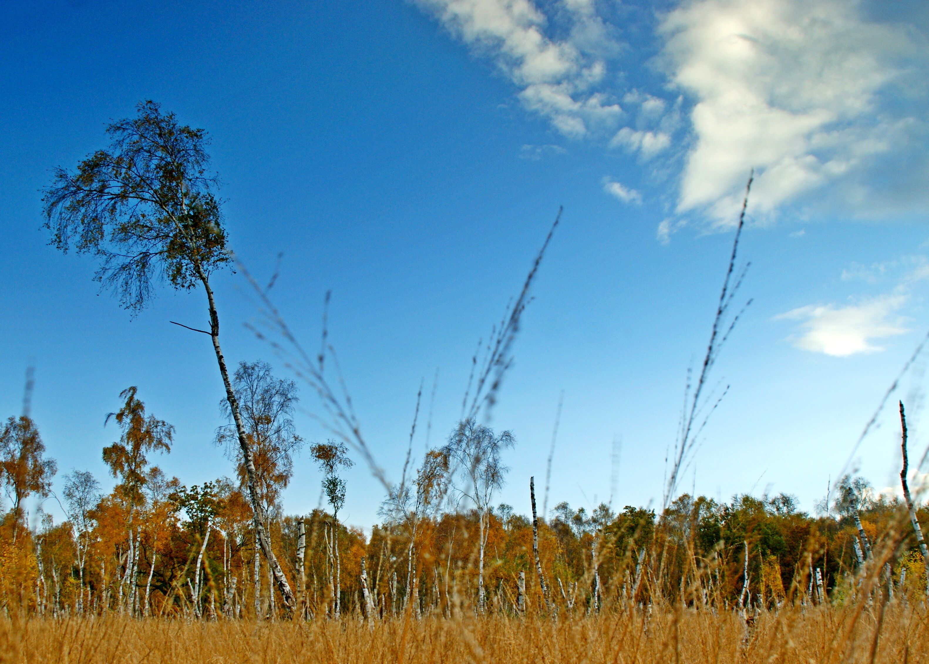 A field of tall grasses and trees with a clear blue sky and scattered clouds.