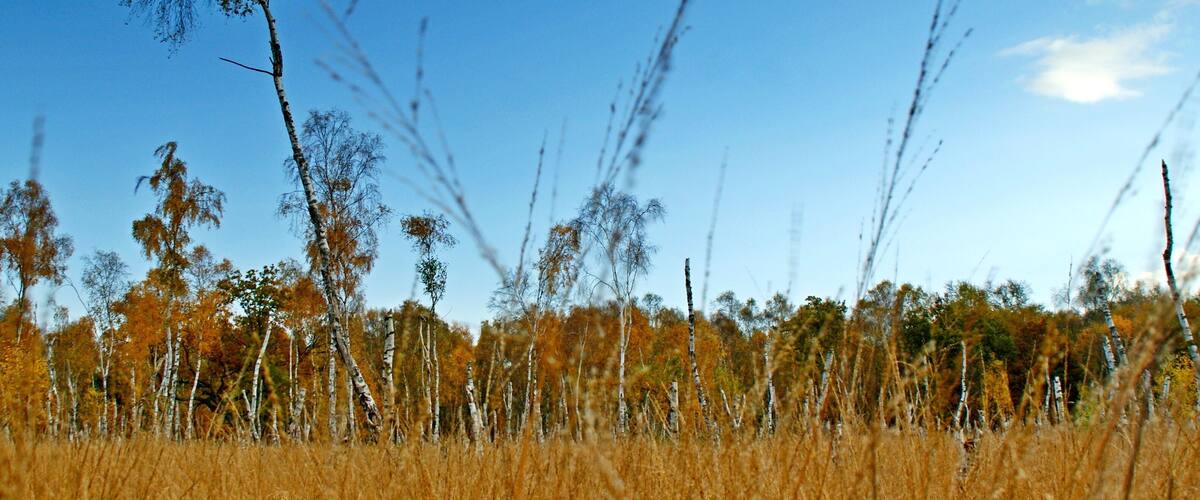 A field of tall grasses and trees with a clear blue sky and scattered clouds.