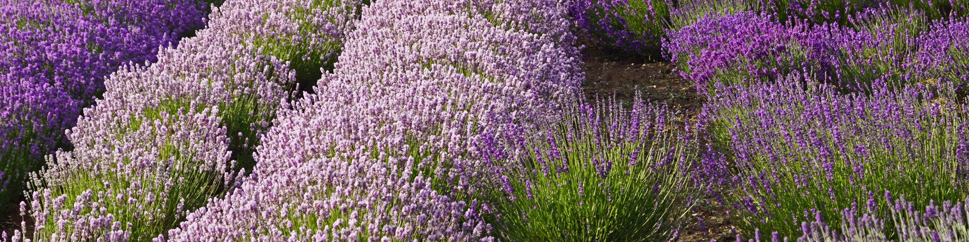 Rows of lavender fields with green foliage.