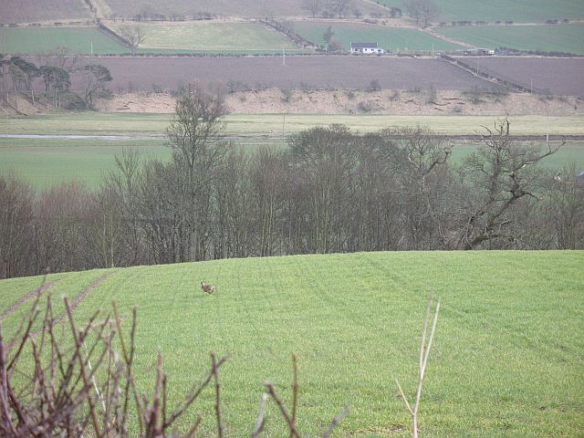 Legging it, Minto A hare running away over winter barley in Teviotdale.