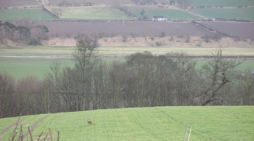 Legging it, Minto A hare running away over winter barley in Teviotdale.