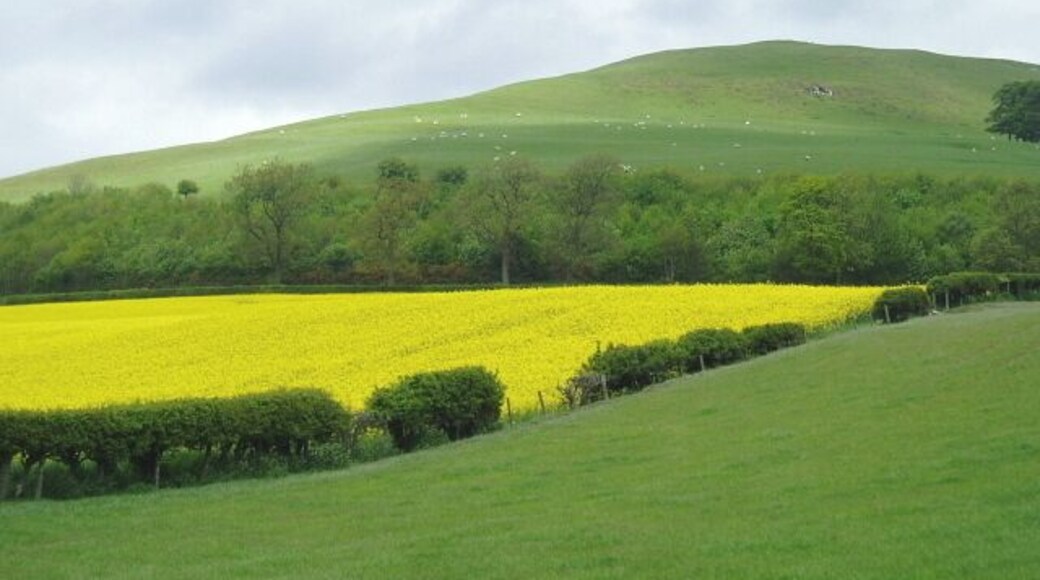 Pasture and rape field. Crop of rape in full flower on the lower, southern, slope of Minto Hill. The higher slopes of the hill (in the next square to the north) provide pasture for sheep.