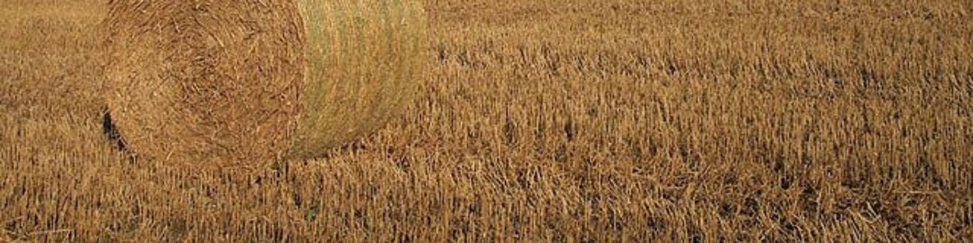 Another stubble field with bales At Highlanders' Knowe to the northeast of Denholm. Viewed from the edge of the square.