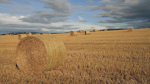 Another stubble field with bales At Highlanders' Knowe to the northeast of Denholm. Viewed from the edge of the square.