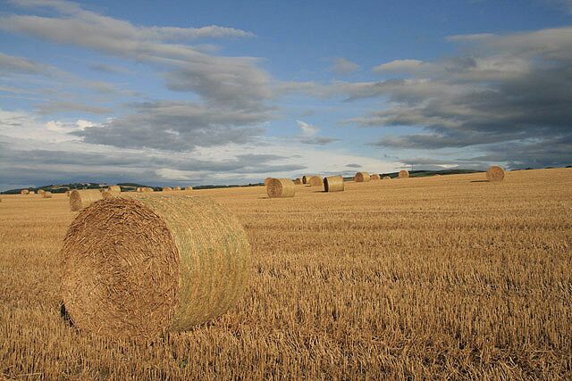 A field of golden wheat with hay bales and a cloudy sky.