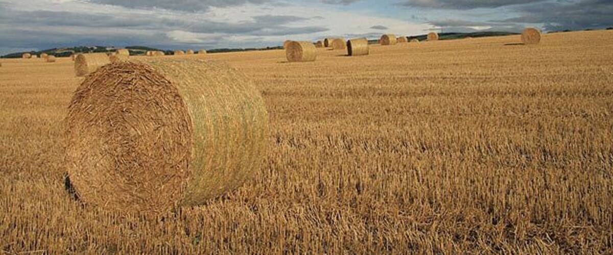 A field of golden wheat with hay bales and a cloudy sky.