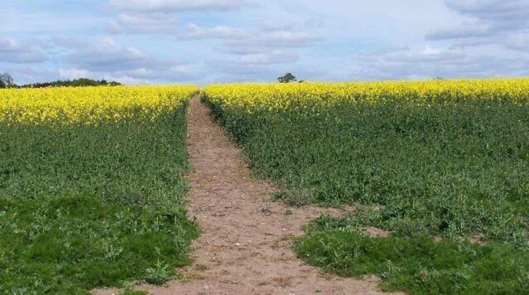 Footpath through early rape crop. The footpath from Brailsford Church to the village continues over the horizon. Part of the Centenary Way which runs from Long Eaton to Ashbourne.