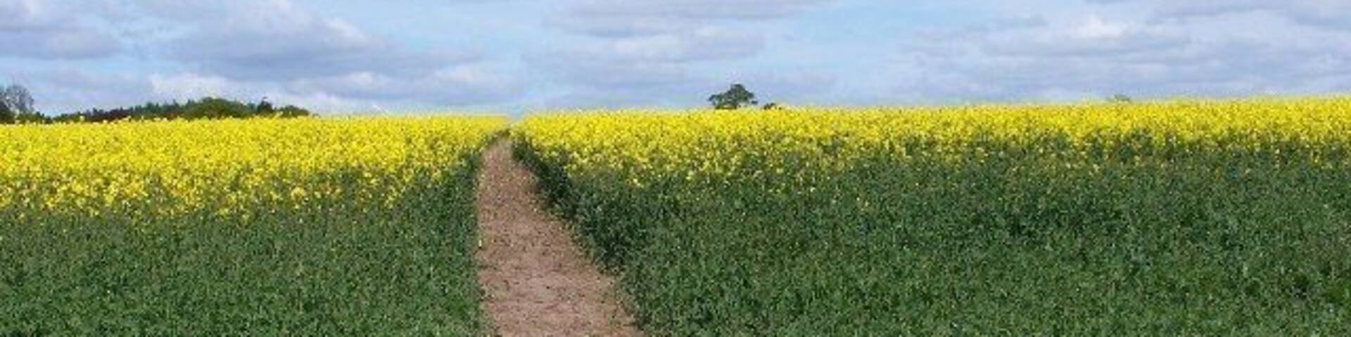 Footpath through early rape crop. The footpath from Brailsford Church to the village continues over the horizon. Part of the Centenary Way which runs from Long Eaton to Ashbourne.