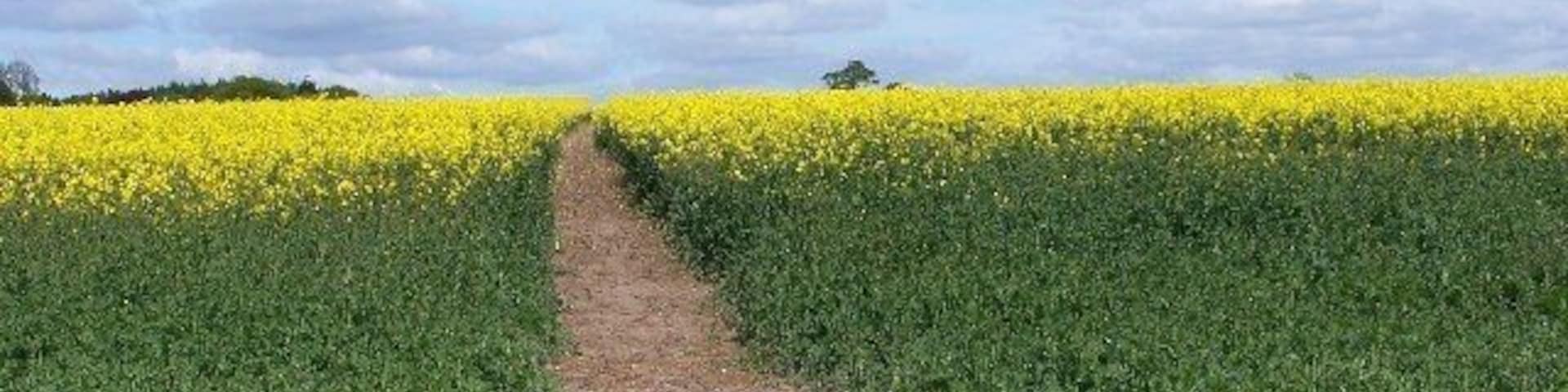 Footpath through early rape crop. The footpath from Brailsford Church to the village continues over the horizon. Part of the Centenary Way which runs from Long Eaton to Ashbourne.