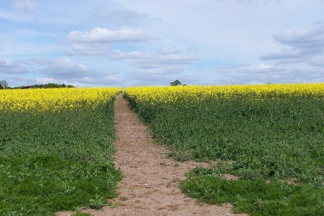 A dirt path leading through a field of yellow flowers.