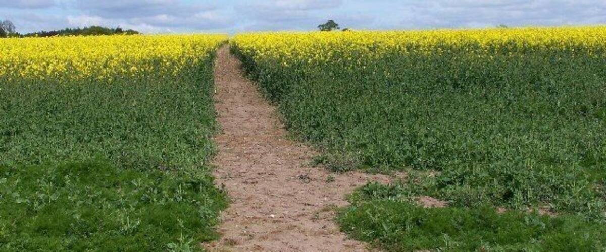 A dirt path leading through a field of yellow flowers.