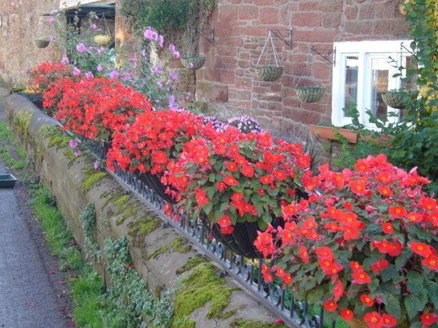 A stone wall with red flowers and hanging baskets.