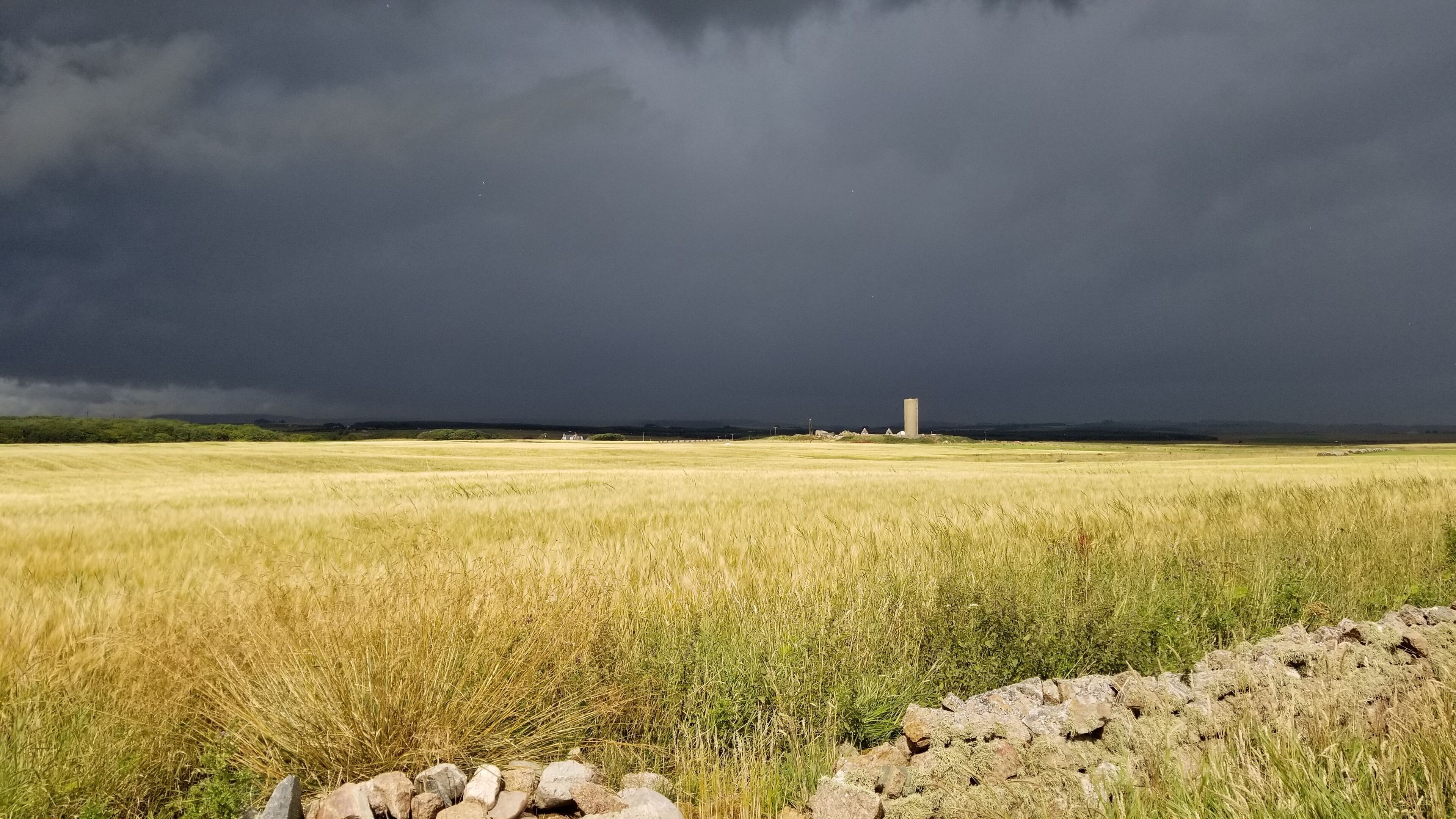 A field of wheat with a stone wall in the foreground and a tall tower in the distance under a stormy sky.