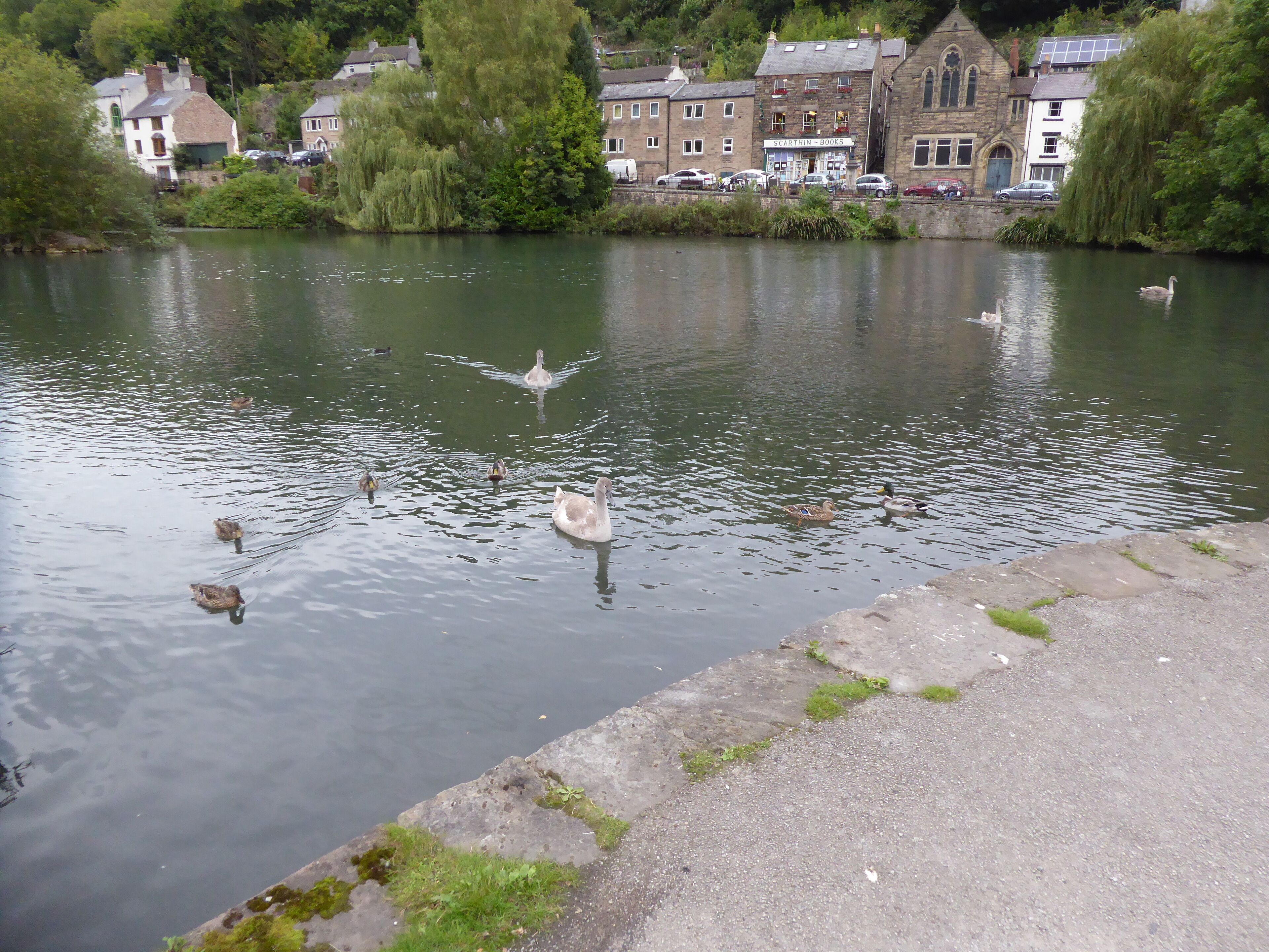 A calm river with swans and ducks swimming, surrounded by trees and buildings.