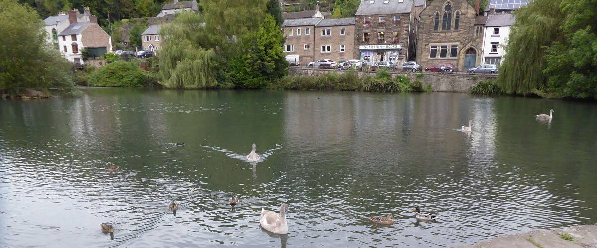 A calm river with swans and ducks swimming, surrounded by trees and buildings.