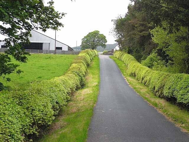 Approaching Nethertown Farm The road is lined by neatly kept beech hedges.
