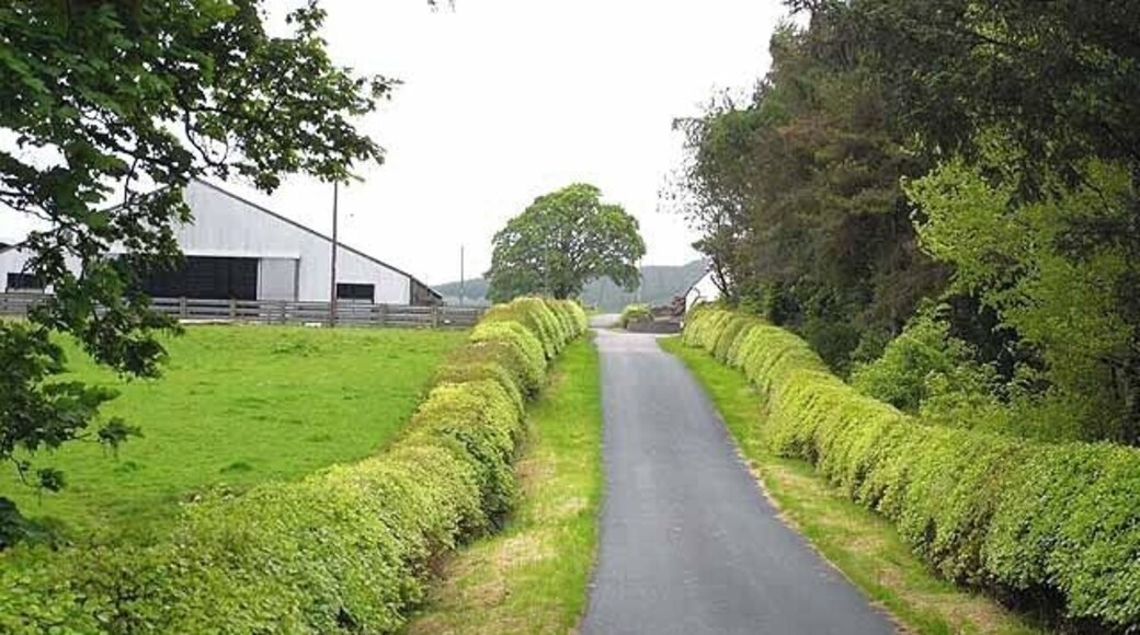 Approaching Nethertown Farm The road is lined by neatly kept beech hedges.