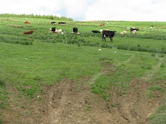 Grazing cattle near Crawick