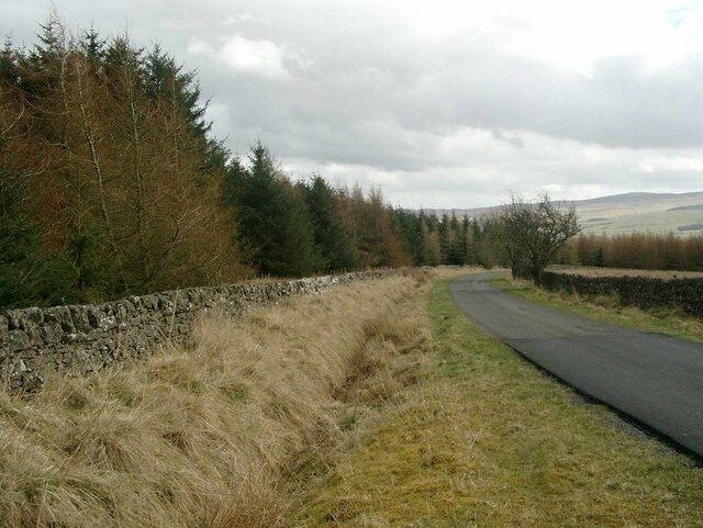 Forestry beside the Fingland road