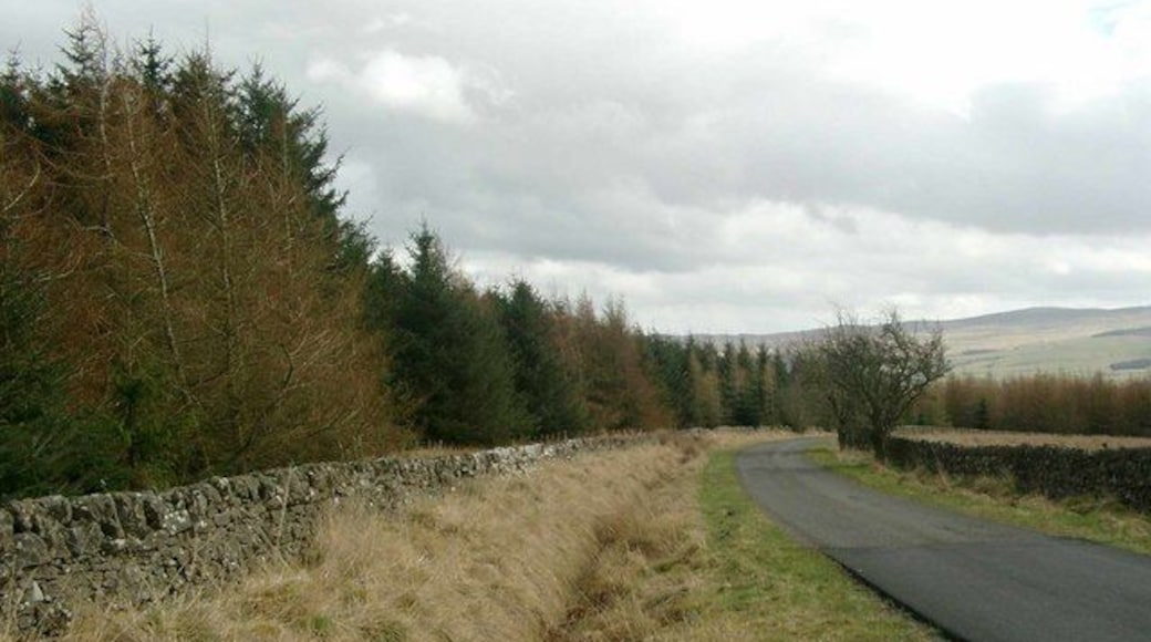 Forestry beside the Fingland road