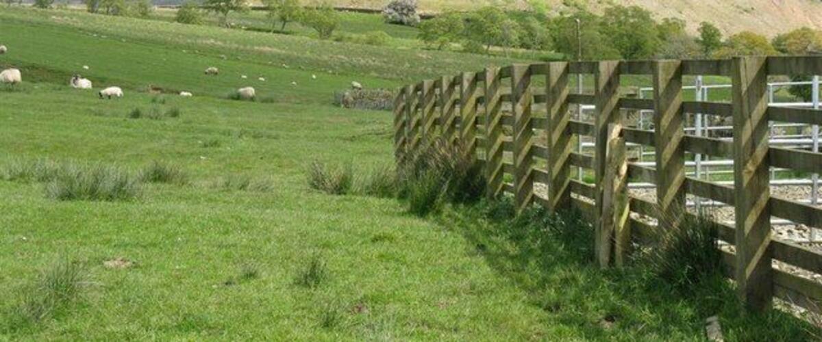 A grassy field with a wooden fence and sheep grazing in the distance.