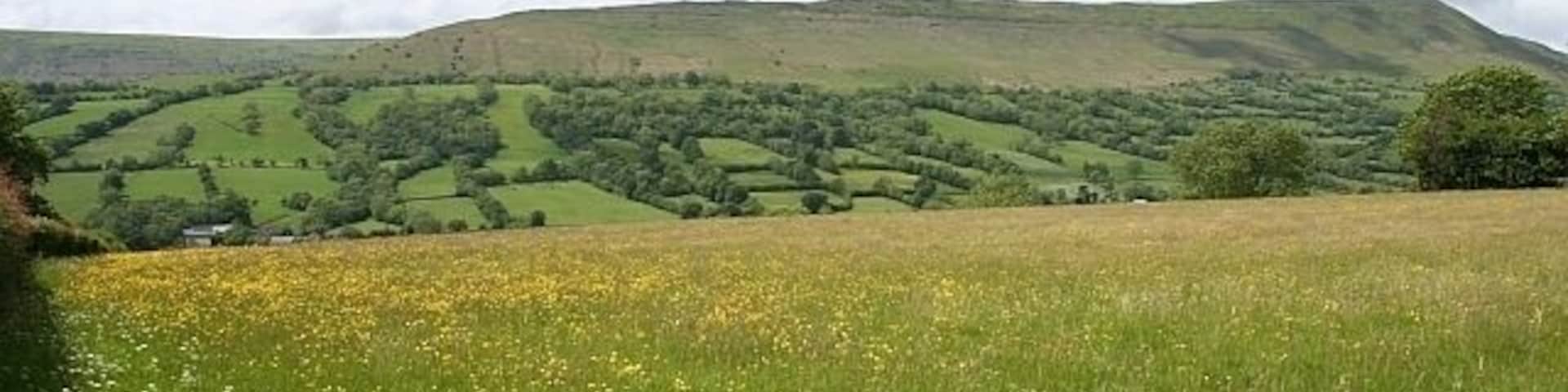 Buttercup Meadow near Goods Farm Taken from the crossroads NNW of Goods Farm. Looking towards Black Hill - an outlying glaciated ridge to the east of the main ridge used by the Offas Dyke path. The lower slopes of Hay bluff can just be seen to the right of Black Hill.