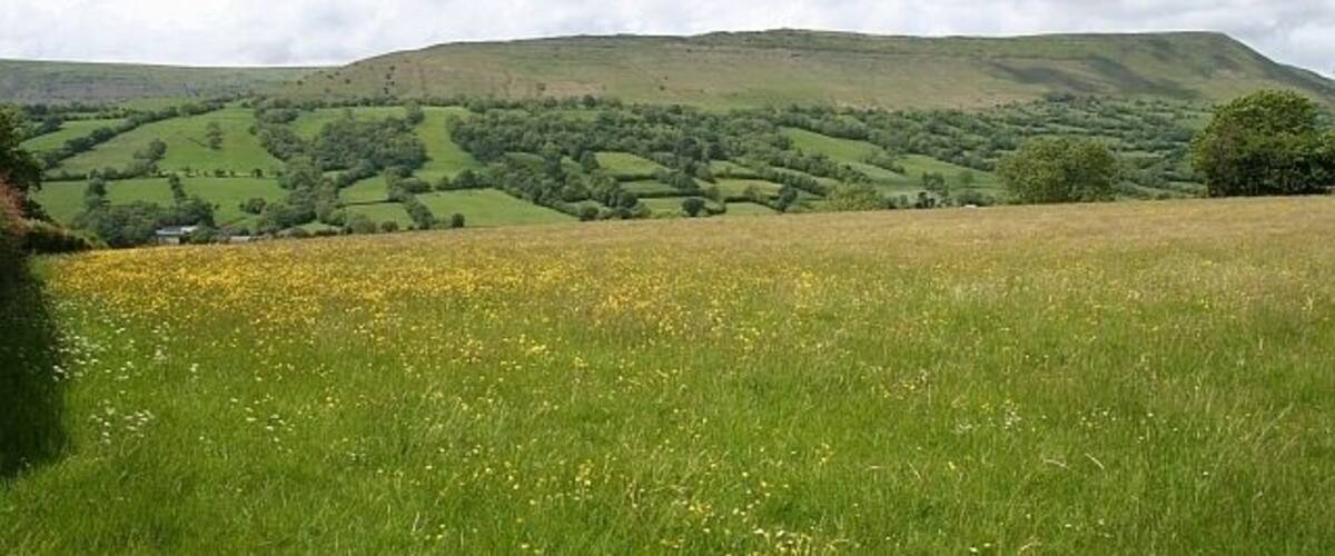 Rolling hills, a field of yellow flowers, and a distant tree line.