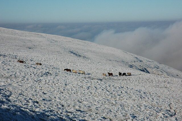Ponies near Llech y Lladron Ponies on a frosted mountainside near Llech y Lladron to the south-east of Hay Bluff.