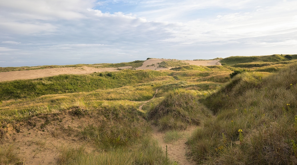 Paisaje de dunas costeras con un sendero de tierra que atraviesa las dunas.
