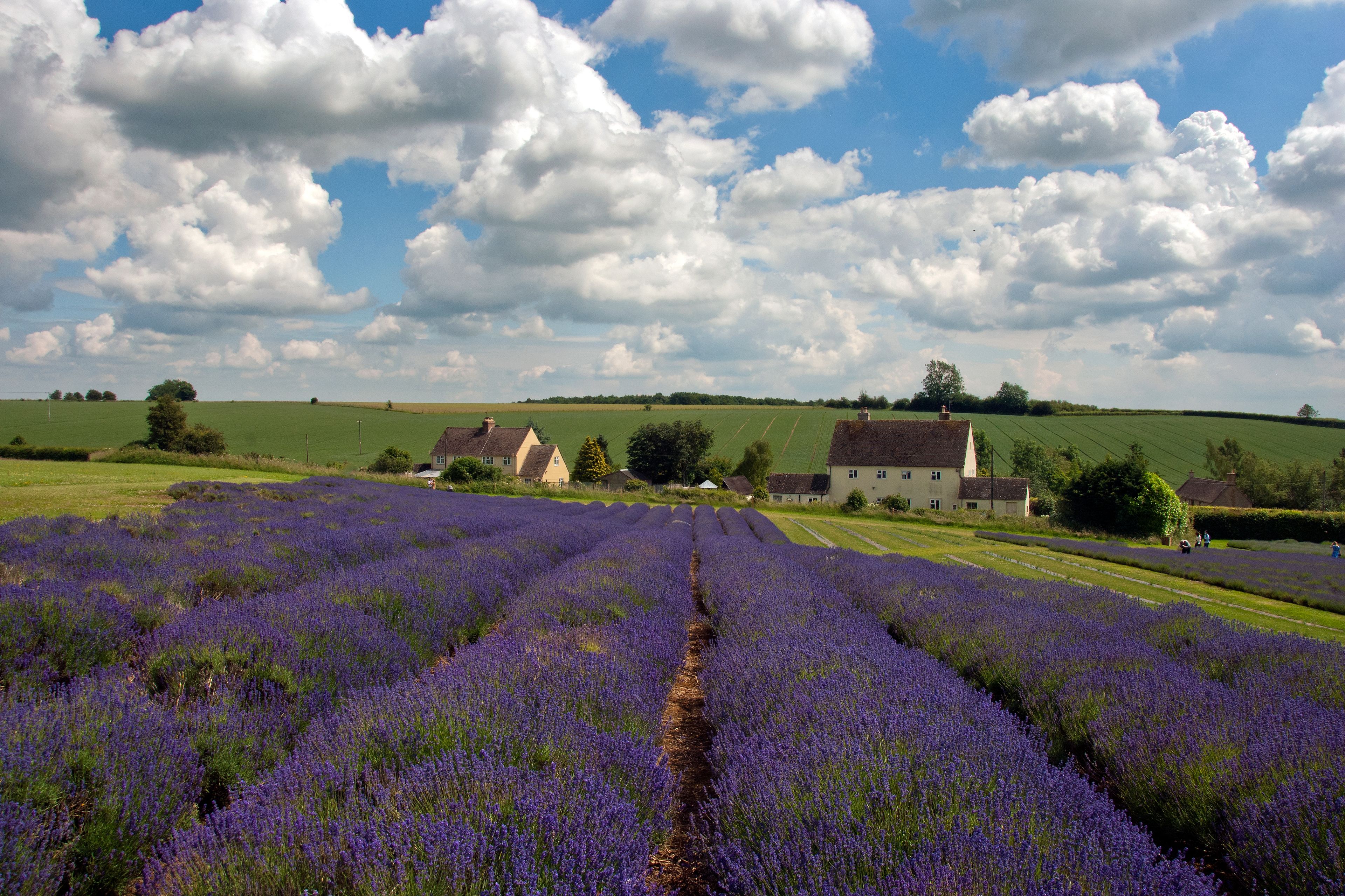 Lavender Field Summer Flowers Cotswolds Worcestershire England
