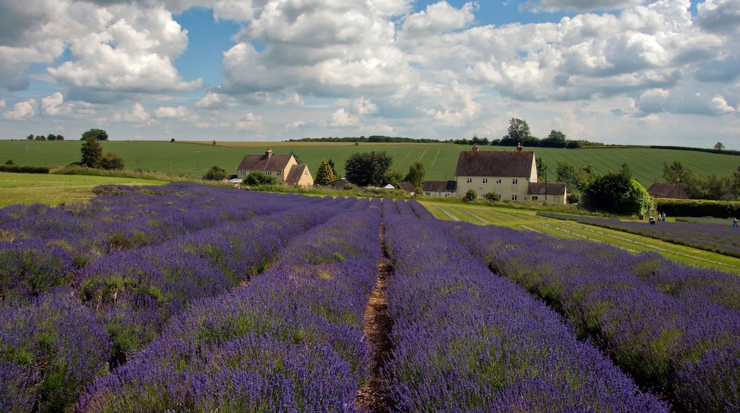 Lavender Field Summer Flowers Cotswolds Worcestershire England