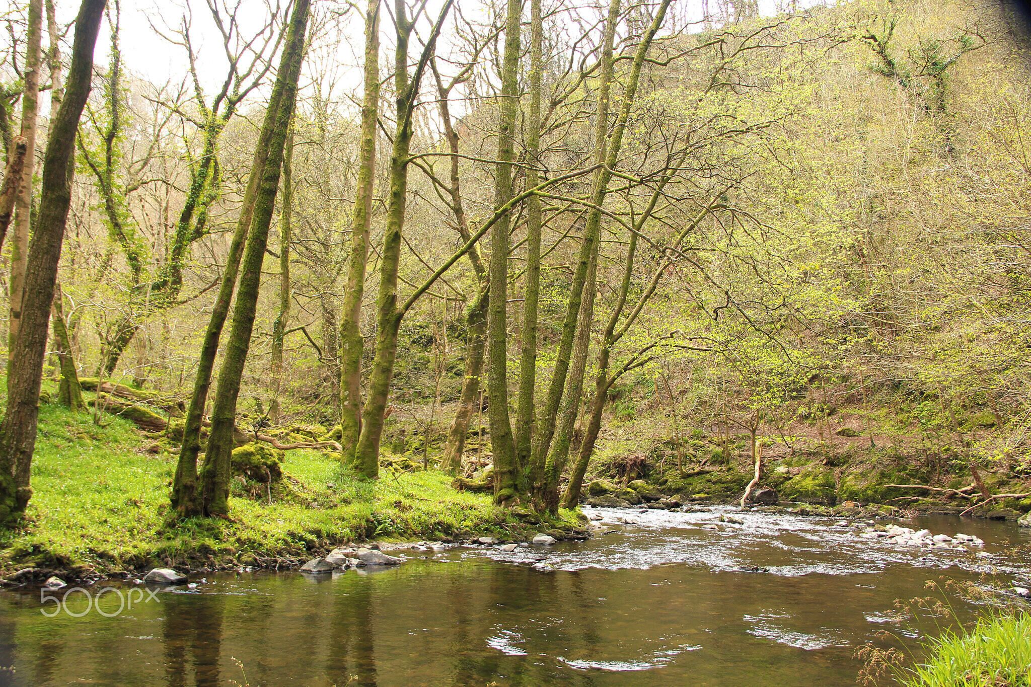 A forested area with a stream running through it.