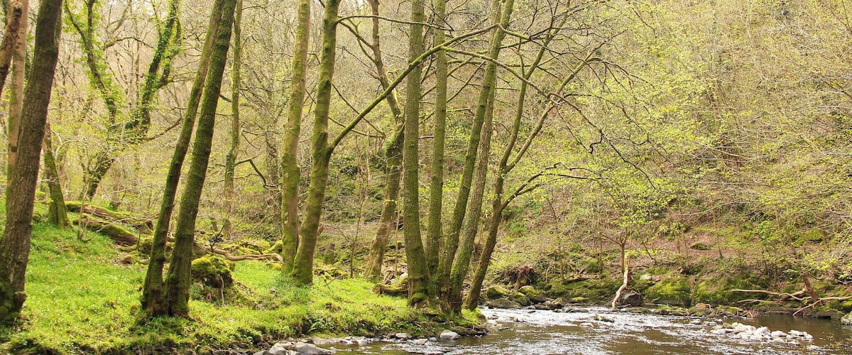 A forested area with a stream running through it.