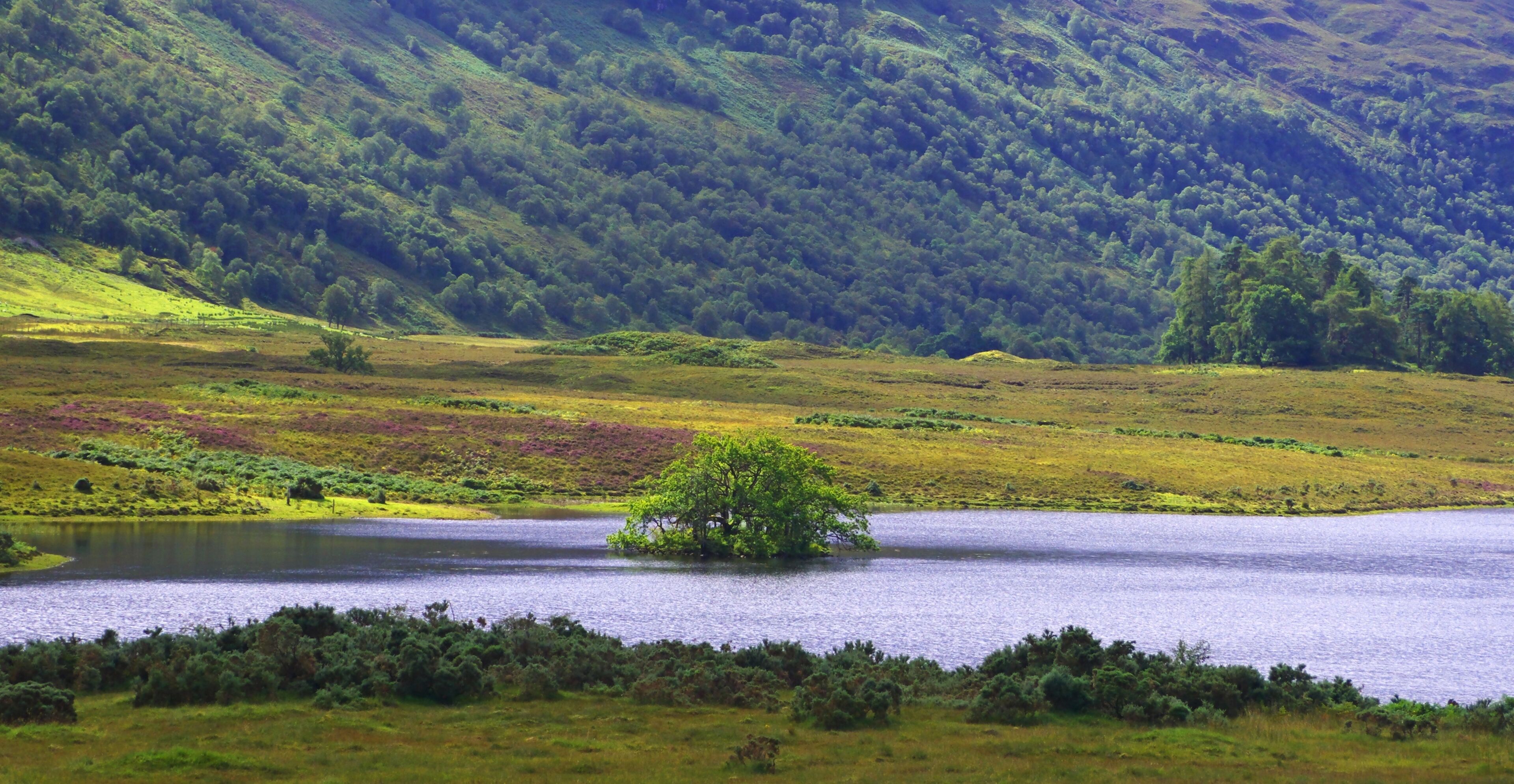 A lake surrounded by green hills and a single tree in the center.