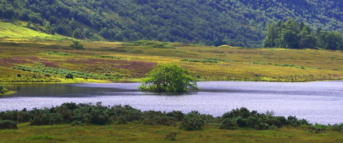 A lake surrounded by green hills and a single tree in the center.