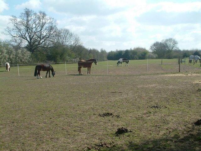 Horse field