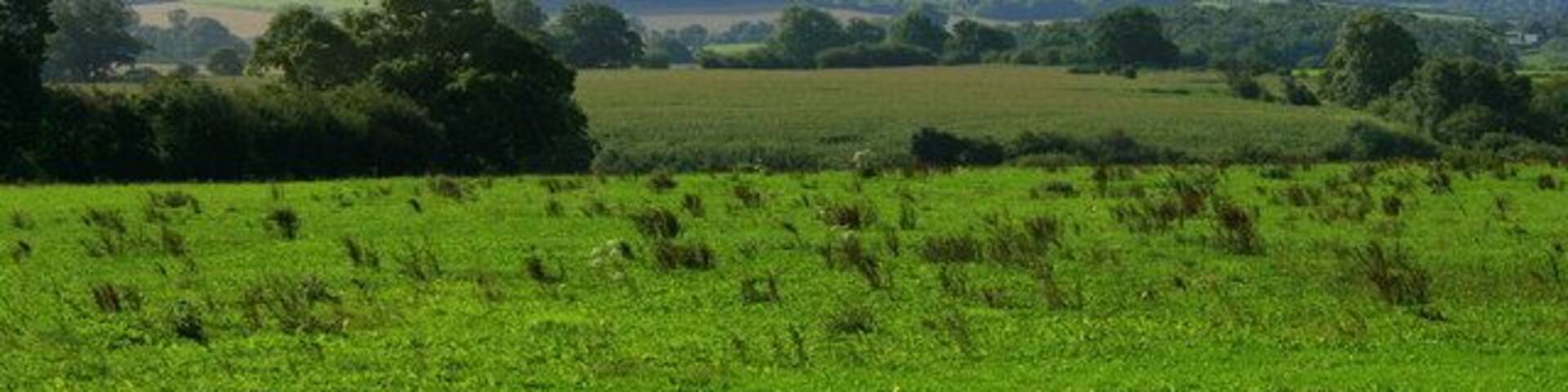 South from Chapmanslade to Cley Hill Ignore the rough pasture and enjoy another view to Cley Hill. ST8344