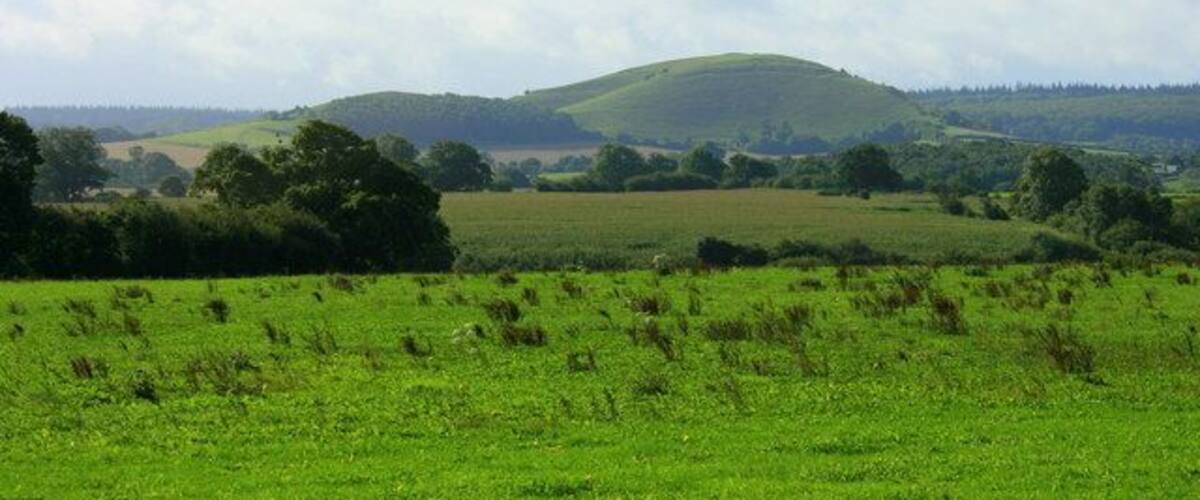 Rolling green hills, a clear sky, and scattered trees.