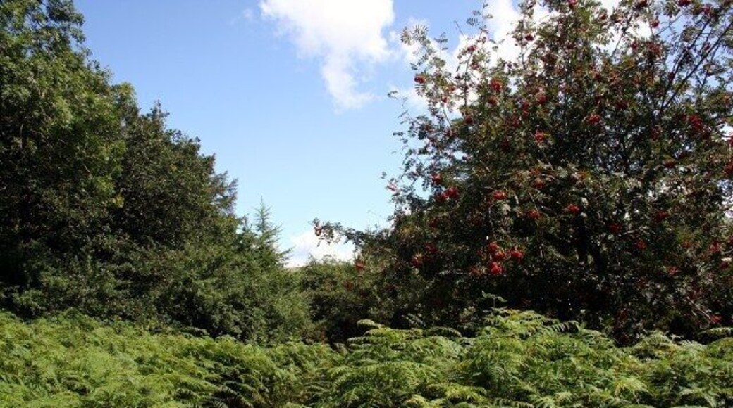 In Chest High Bracken Looking along the footpath to Hall Farm. This is in the northeast corner of the grid square just before the footpath plunges into a conifer plantation.