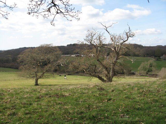 A rural landscape with a large tree in the foreground, a grassy field, and rolling hills in the background.