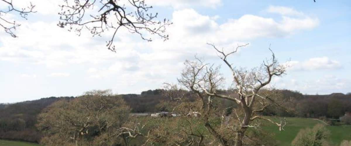 A rural landscape with a large tree in the foreground, a grassy field, and rolling hills in the background.