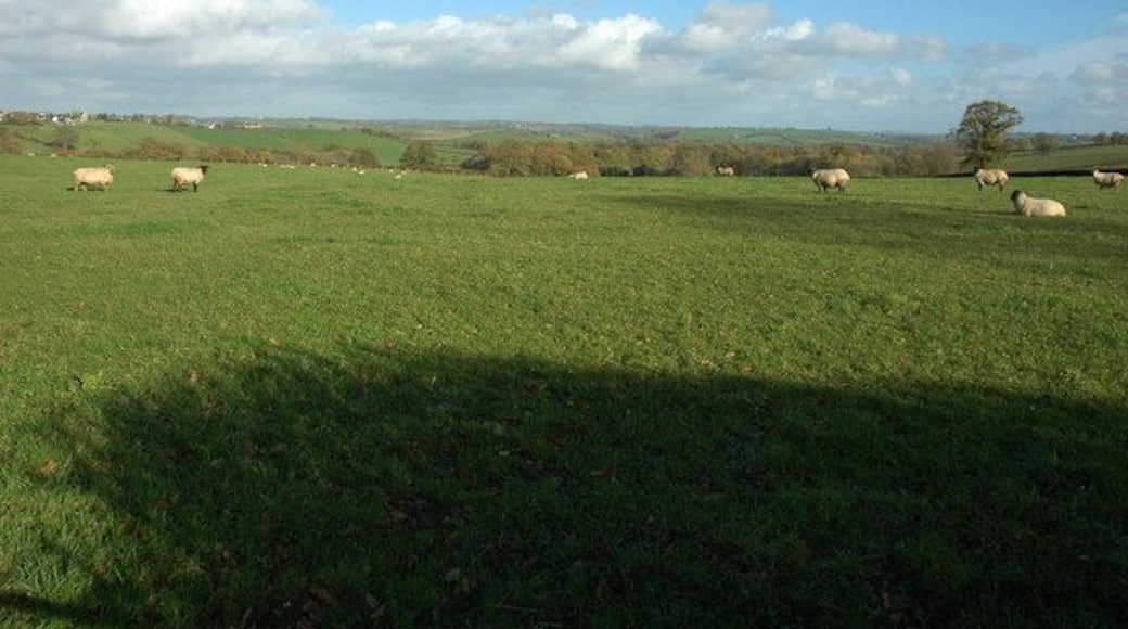 Sheep in a field near Down St Mary Sheep in a field to the south of Down St Mary.